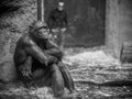 Ape with man in background Royalty Free Stock Photo