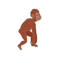 Ape, Monkey Animal Progress, Biology Human Evolution Stage, Evolutionary Process of Woman Vector Illustration