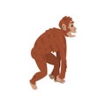 Ape Monkey, Driopitek, Biology Human Evolution Stage, Evolutionary Process of Woman Vector Illustration