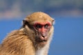 Ape monkey in wilderness looking with eyes contact to camera Royalty Free Stock Photo