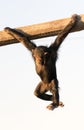 Ape playing in a zoo hanging from a piece of wood with a sad expression. Royalty Free Stock Photo