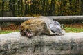 Ape sitting in Affenberg Monkey hill Salem Royalty Free Stock Photo