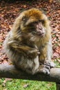 Ape sitting in Affenberg Monkey hill Salem Royalty Free Stock Photo