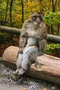 Ape sitting in Affenberg Monkey hill Salem Royalty Free Stock Photo