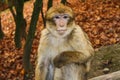 Ape sitting in Affenberg Monkey hill Salem Royalty Free Stock Photo