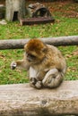 Ape sitting in Affenberg Monkey hill Salem Royalty Free Stock Photo