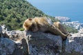 Ape sleeping on a top of Gibraltar Rock