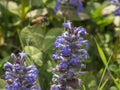 Ape in volo per spostarsi di fiore in fiore per la raccolta del polline