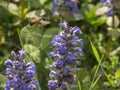 Ape in volo tra dei fiori viola per la raccolta del polline in un prato delle campagne piemontesi