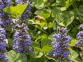 Ape in volo tra dei fiori viola per la raccolta del polline