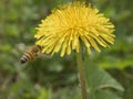 Ape in volo verso un fiore di tarassaco