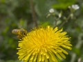 Ape in volo verso un fiore di tarassaco