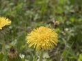 Ape in volo verso un fiore di tarassaco per la raccolta del polline