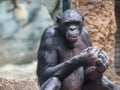 Ape in zoo Royalty Free Stock Photo