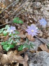 The Apennine anemone, a small purple flower of the woods. It is a herbaceous plant