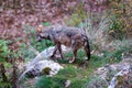 Apennine wolf, Canis lupus italicus
