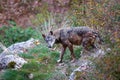 Apennine wolf, Canis lupus italicus