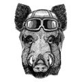 Aper, boar, hog, hog, wild boar wearing leather helmet Aviator, biker, motorcycle Hand drawn illustration for tattoo Royalty Free Stock Photo