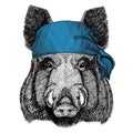 Aper, boar, hog, hog, wild boar Wild animal wearing bandana or kerchief or bandanna Image for Pirate Seaman Sailor Biker