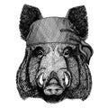 Aper, boar, hog, wild boar. Wild animal wearing pirate bandana. Brave sailor. Hand drawn image for tattoo, emblem, badge