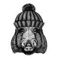 Wild hog, pig, boar, aper Cool animal wearing knitted winter hat. Warm headdress beanie Christmas cap for tattoo, t Royalty Free Stock Photo