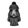 Wild hog, pig, boar, aper Cool animal wearing knitted winter hat. Warm headdress beanie Christmas cap for tattoo, t Royalty Free Stock Photo