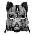 Aper, boar, hog, wild boar wearing motorcycle, aero helmet. Biker illustration for t-shirt, posters, prints.