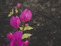 aper flower, Bougainvillea