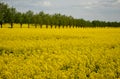 Apeseed rape is an annual or biennial crop, grown for oilseeds, used mainly for the production of oilseed rape in the background a Royalty Free Stock Photo