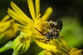 The apex-furrowed bee [Lasioglossum species