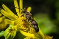 The apex-furrowed bee [Lasioglossum species