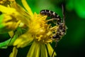 The apex-furrowed bee [Lasioglossum species