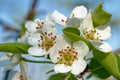 ApfelblÃÂ¼te im FrÃÂ¼hling - Appleblossom in springtime Royalty Free Stock Photo