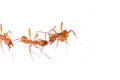 Aphaenogaster sardoa workers control each other
