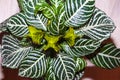 aphelandra flower. flowering nature bract. macro flowering aphelandra plant. green exotic flower. exotically natural flower plant Royalty Free Stock Photo