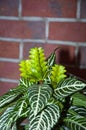 aphelandra flower. flowering nature bract. macro flowering aphelandra plant. green exotic flower. natural flower plant. flora Royalty Free Stock Photo