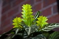 aphelandra flower. flowering nature bract. macro flowering aphelandra plant. green exotic flower. tropical natural flower plant. Royalty Free Stock Photo