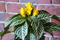 aphelandra flower. flowering nature bract. macro flowering aphelandra plant. yellow exotic flower. exotically natural flower plant