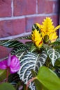 aphelandra flower. flowering nature bract. macro flowering aphelandra plant. yellow exotic flower. exotically natural flower plant