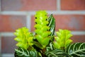 aphelandra flower. flowering nature exotical bract. macro flowering aphelandra plant. green exotic flower. natural flower plant. Royalty Free Stock Photo