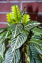 aphelandra flower. flowering nature exotical bract. macro flowering aphelandra plant. green exotic flower. natural flower plant. Royalty Free Stock Photo