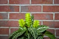 aphelandra flower. flowering nature exotical bract. macro flowering aphelandra plant. green exotic flower. natural flower plant. Royalty Free Stock Photo