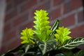 aphelandra flower. flowering nature exotical bract. macro flowering aphelandra plant. green exotic flower. natural flower plant. Royalty Free Stock Photo