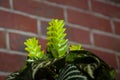 aphelandra flower. flowering nature exotical bract. macro flowering aphelandra plant. green exotic flower. natural flower plant. Royalty Free Stock Photo