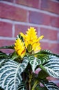 aphelandra flower. flowering nature exotical bract. macro flowering aphelandra plant. yellow exotic flower. natural flower plant. Royalty Free Stock Photo
