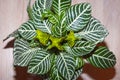 aphelandra flower. flowering nature tropic bract. macro flowering aphelandra plant. green exotic flower. natural flower plant. Royalty Free Stock Photo