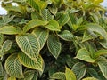 Aphelandra house plant. zebra plant Aphelandra squarrosa