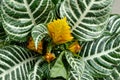 Aphelandra in nursery