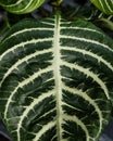 Aphelandra plant leaf with stripes