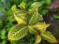 Aphelandra squarrosa yellow leaves with green stripes? Royalty Free Stock Photo